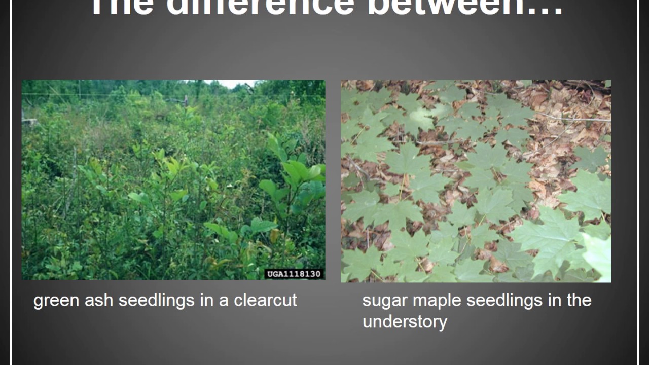 Lecture 7   Forest Ecosystem Ecology Part 1 Video