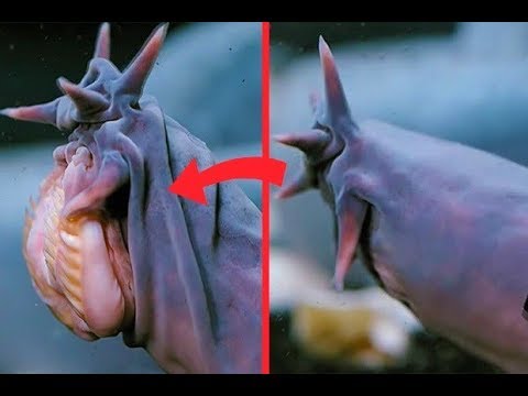 20 Weirdest Defense Mechanisms Of Animals