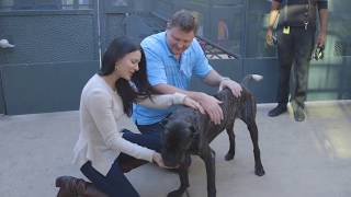 Starved Dog Gets New Home in Time for Holidays