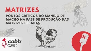 #06 Matrizes - Pontos críticos do manejo de macho na fase de produção das matrizes pesadas
