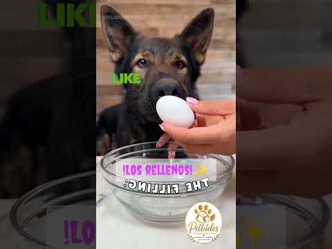 Quiché para perros #viral #perros #canilla #pets #dogshorts #dogs #perrosdeyoutube #dog #mascotas