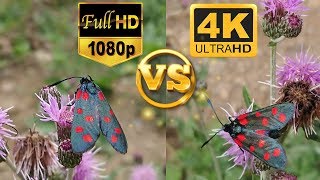 Full HD 1080p vs. 4K Ultra HD - Sample Test Video - Side by Side Comparison - Karşılaştırma