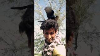 Download lagu Black Drongo Attack😱 mp3