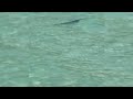 Shark Alert In Mallorca