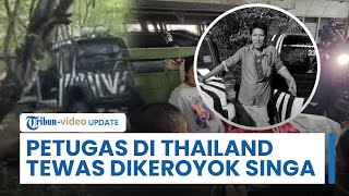 Viral Video Petugas Kebun Binatang di Thailand Tewas Dikeroyok Singa, Saksi: Diam saat Diserang