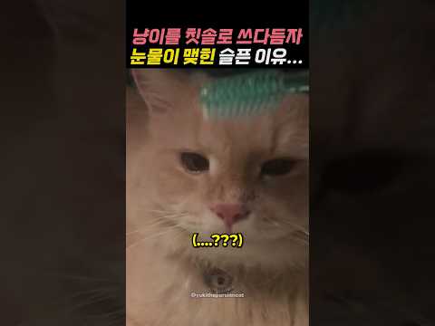냥이를 칫솔로 쓰다듬자 눈물이 맺힌 슬픈 이유...