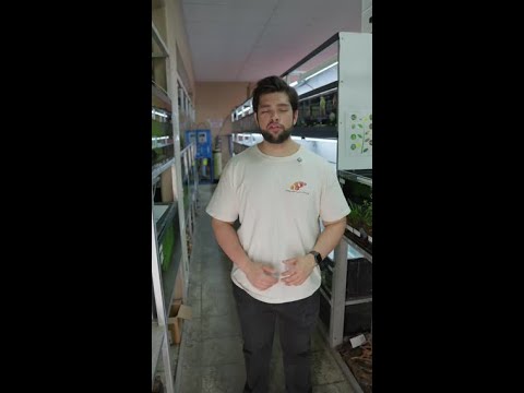 Building a 20-gallon freshwater community tank?