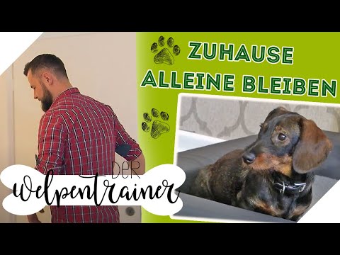 Dog home alone: ​​Stress-free & without whining | The puppy trainer | sixx