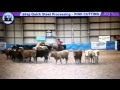 Cat Goes Hollywood Gillian Grant Score 146 2015 Pink Cutting NCHA Victorian Futurity