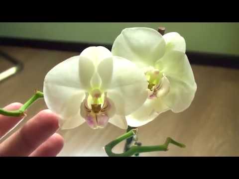 ЭТО 100 % УКОРЕНЕНИЕ И ПРИЖИВАЕМОСТЬ УЦЕНЕННЫХ орхидей и ЦВЕТУЩИХ ОРХИДЕЙ ПЕРЕСАЖЕННЫХ В ЭТИ ДНИ Video