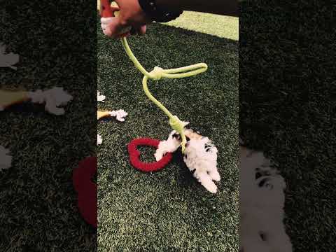 Biewer Terrier Welpe kaufen