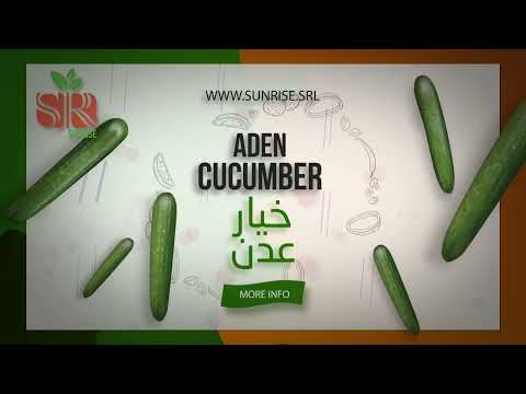 , title : 'Our Latest & Greatest | Aden Cucumber خيار عدن'