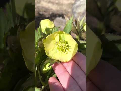 ヘレボルス 花後の剪定