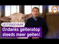 Hoe zit dat? Explosief meer geiten en ziek worden! | Omroep Gelderland