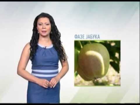 Zelena prognoza 28.5.2014. - Stanje u zasadima jabuke
