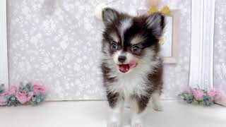 ハーフ犬の動画01