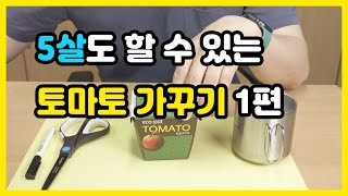 실과 토마토 가꾸기