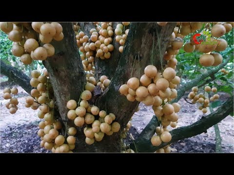 লটকন(Lotkon)- দেড় একরে বছরে আয় ১০ লক্ষ টাকা