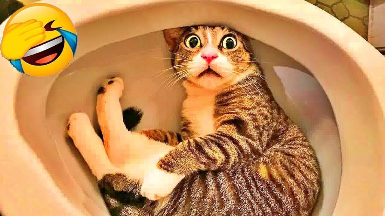 You Laugh You Lose 😻🐶 Funniest Cats and Dogs 2025 😂