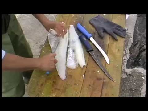 Fisch filetieren Bauchlappen ab V-Schnitt grätenfreies Filet