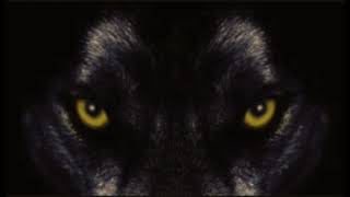 Wolf Miguel Cover | Charity Chyna