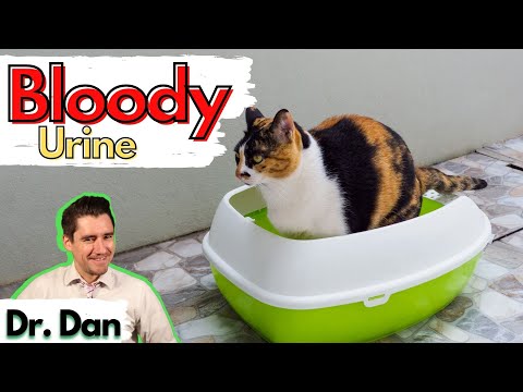 Blood in your cat's urine explained.  Vet covers common causes of bloody urine in Cats.