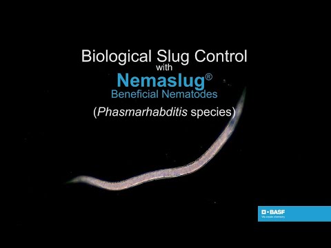 Nemaslug® Biological Slug Control – Natural partner for pest management