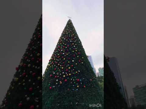 Biggest Christmas tree 🎄 #shorts #trending #tiktok #tiktokvideo #viral #subscribe #fun #travel