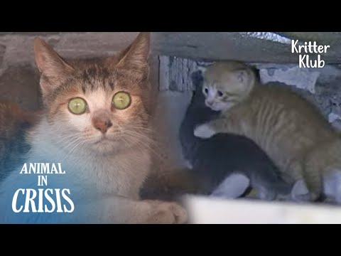 Cat's Shocked At Seeing 'This' Which Almost Killed Her Kittens (Part 1) | Animal in Crisis EP227