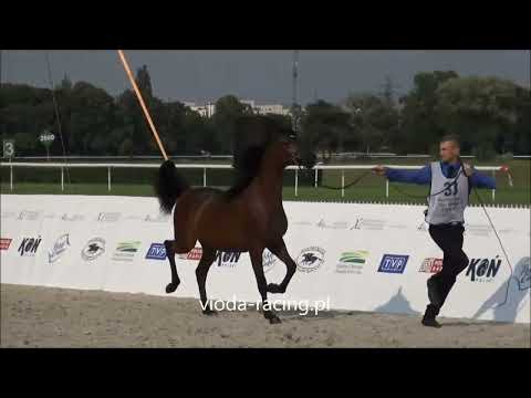 Aplaus (Ascot DD - Alhasa / Ganges), 10.08.2018