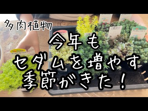 セダム「マトロナ」 植物
