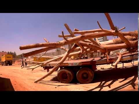 8 feet round timber log