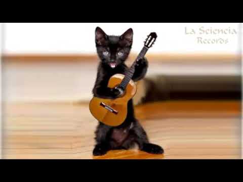 El gatito romántico