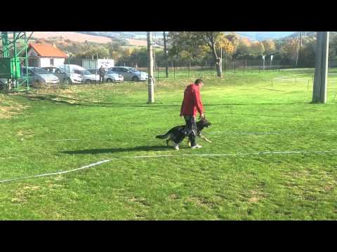 Bonitácia Beckov - Dixy z Medvedej Doliny