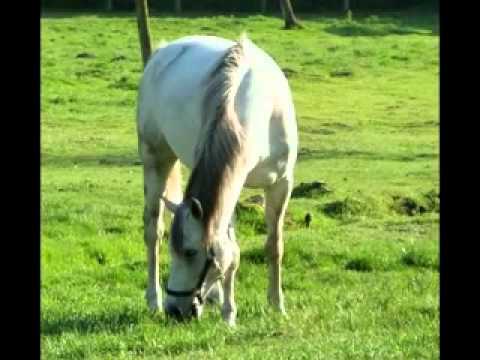 Michal Tučný -Jak chcete žít bez koní.avi