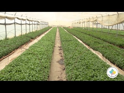 Keshilla Bujqesore - Perimet ne serra