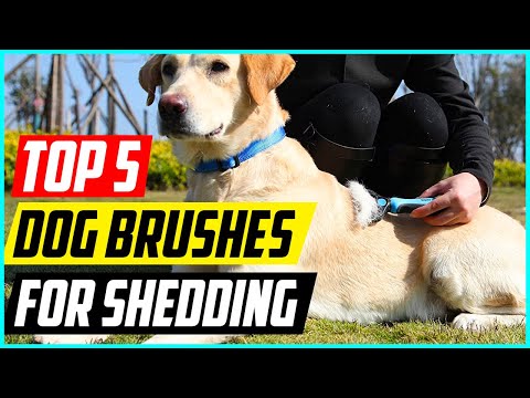 Best Dog Brushes for Shedding in 2022 [Top 5 Picks]