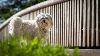 Havanese vs Lhasa Apso: Which Breed Fits Your Lifestyle?  PART 1