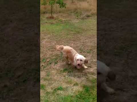 Batson's Happy Dogs video.