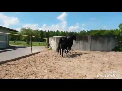 Hengstfohlen Cordess x Don Corleone