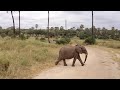 El elefante más tierno del mundo