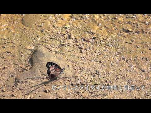 擬態蝶カバシタゴマダラ
