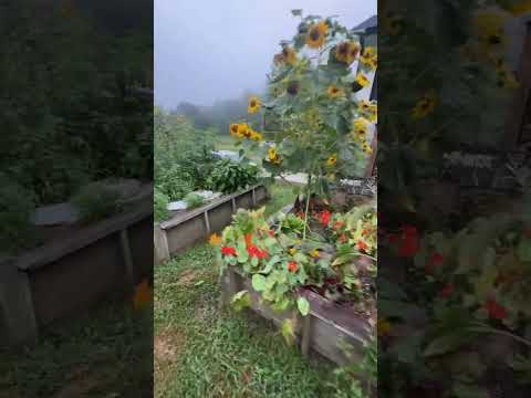 Explore My 1400 Sq Ft Garden Space