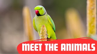 🦜 Parrots for Kids | Colorful Birds, Fun Facts & Talking Parrots!