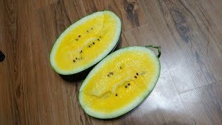 하우스안에 늦게 블랙망고수박 을 심었습니다. 맛 좋고 많이 열리고 가꾸기 쉬운수박입니다.