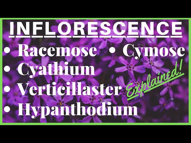 英语中inflorescence的视频发音