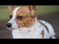 How To Control The Focus Points On A NIKON CANON DSLR