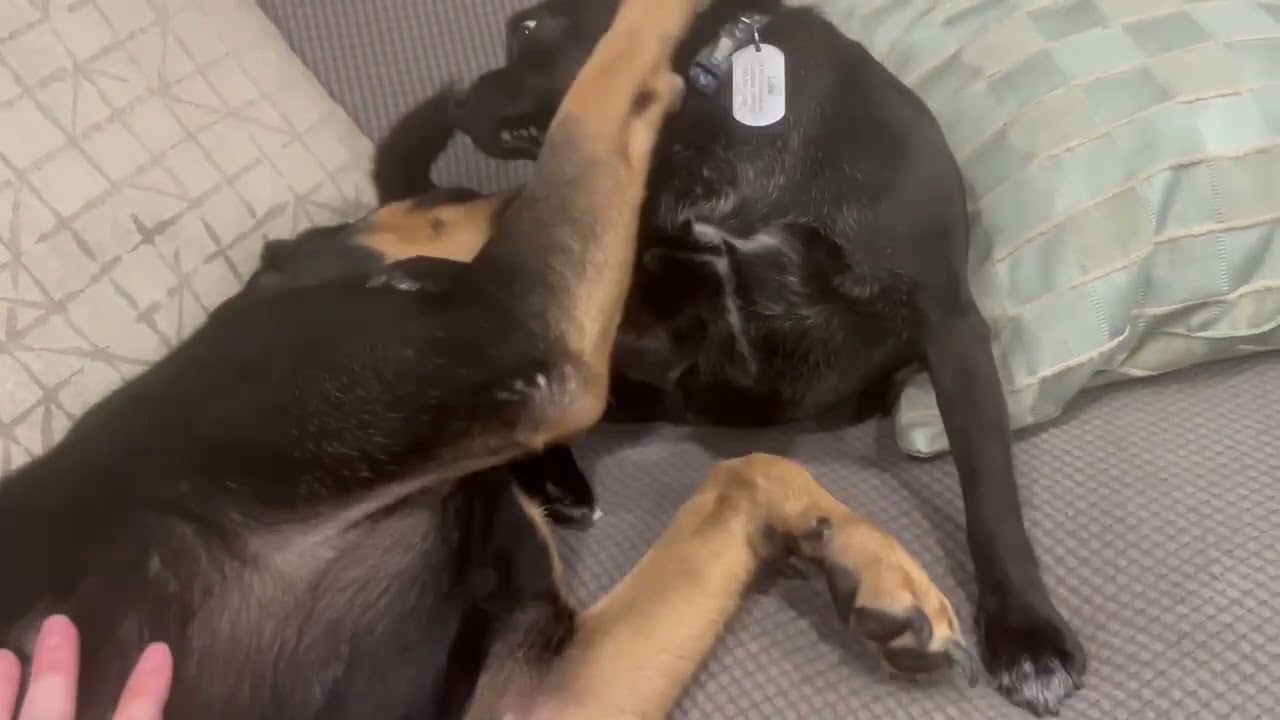 Radley, a ADOPTABLE mixed breed in Carlsbad, CA video 4/5