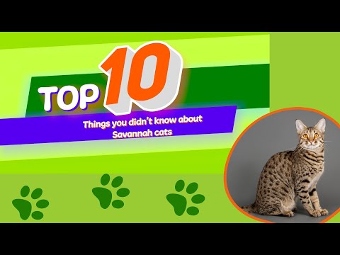 10 Things You Didn't Know About Savannah Cats