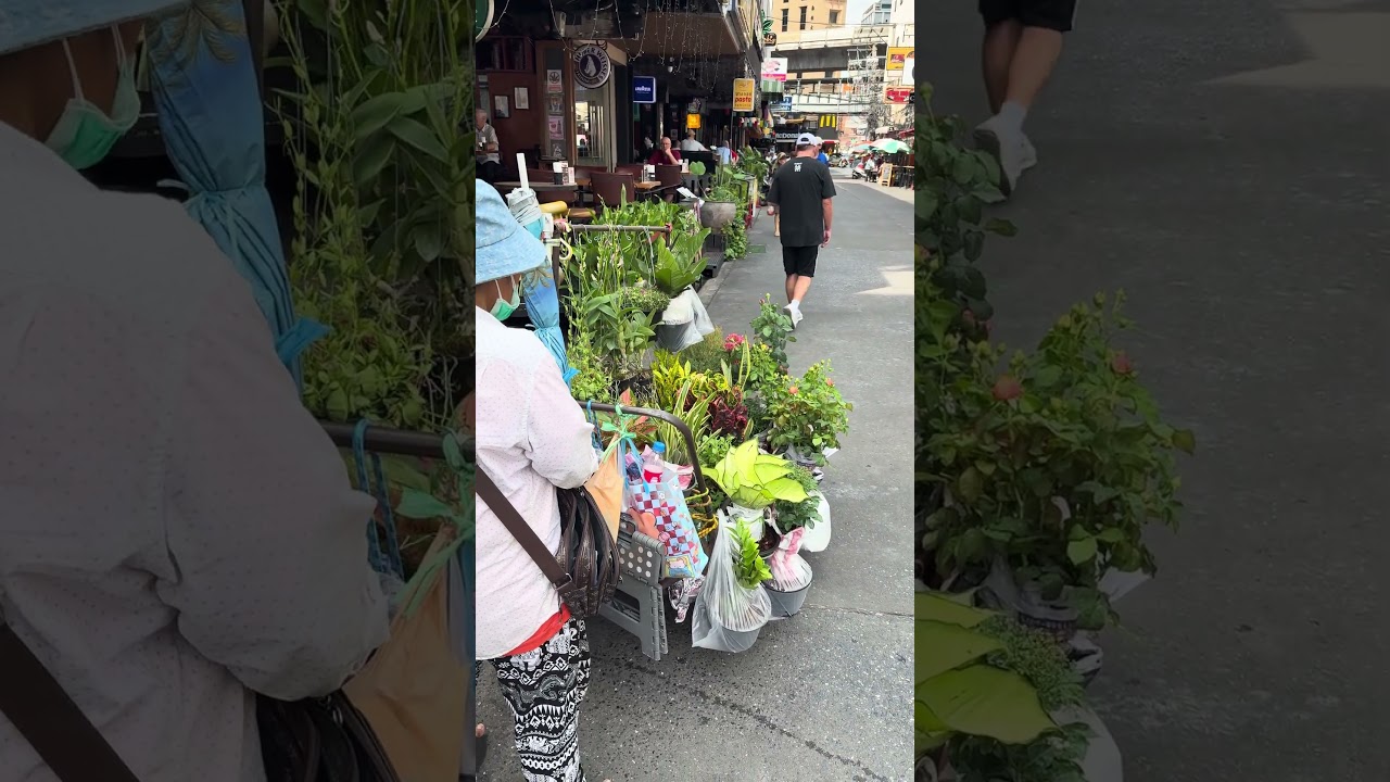 Le Roma vient à toi